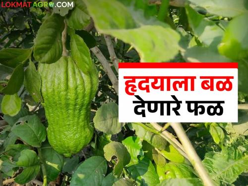 Whether it's kidney stones made of salts or heart disease, this fruit is an extremely effective remedy. | क्षारांपासून बनलेला मुतखडा असो वा हृदयाचे आजार 'हे' फळ आहे एकदम प्रभावी उपाय