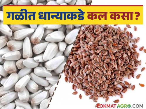 Oil Seeds Crop : Will the fallow crop area increase in Rabi season? Read in detail | Oil Seeds Crop : रब्बी हंगामातील गळीत पिकांचे क्षेत्र वाढणार का? वाचा सविस्तर