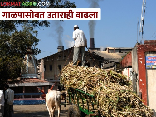1067 lakh metric tone sugarcane crushing in the state; 1094 lakh quintal sugar production | राज्यात एक कोटी गाळप; १०९४ लाख क्विंटल साखर उत्पादन