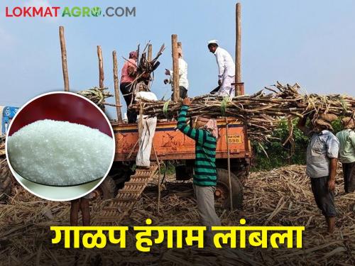 Risk of remaining 18 lakh ton of sugar stock in the state; Will the farmers get their money on time? | राज्यात १८ लाख टन साखर साठा शिल्लक राहण्याचा धोका; शेतकऱ्यांचे पैसे वेळेवर मिळणार का?