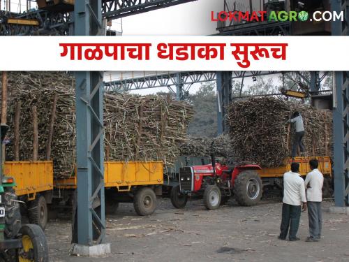 sugarcane crushing status in Maharashtra; 9 crore 9 lakh metric ton of crushing in the state | ऊस गाळप सुसाट; राज्यात ९ कोटी ९ लाख मेट्रिक टन गाळप