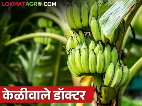Doctors started to do banana farming; See what happened then? | डॉक्टर करायला लागले केळीची शेती; पहा मग काय झालं?