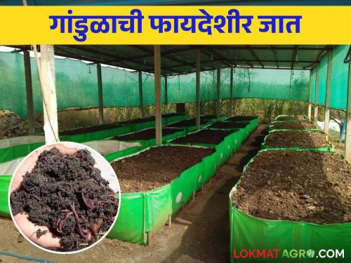 Gandul Khat : Which species of earthworms are useful for making vermicompost? | Gandul Khat : गांडूळ खत तयार करण्यासाठी गांडूळाच्या उपयुक्त जाती कोणत्या