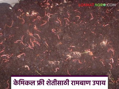 latest news Vermicompost : Vermicompost is an effective solution for soil health! | Vermicompost : जमिनीच्या आरोग्यासाठी गांडूळ खत प्रभावी उपाय! वाचा सविस्तर