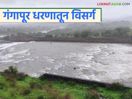 Latest News Heavy rains in Nashik district, discharge from Gangapur dam increased, read in detail | Gangapur Dam : नाशिक जिल्ह्यात मुसळधार, गंगापूर धरणातुन विसर्ग वाढविला, वाचा सविस्तर 