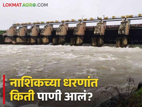 Latest News gangapur, darana, mukne, bhavli dam water storage increased in Nashik district, read details  | Nashik Dam Storage : गंगापूर धरण निम्म्यावर, नाशिक जिल्ह्यातील धरणसाठा वाढला, वाचा सविस्तर 