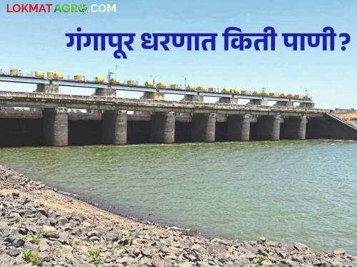 Latest News Nashik Dam Storage How much water in Gangapur Dam? Know detailed water storage  | Nashik Dam Storage : गंगापूर धरणात किती पाणी? जाणून घ्या सविस्तर पाणीसाठा 