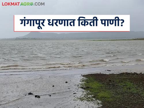 Latest News gangapur dam see nashik district dam water storage | Gangapur Dam : गंगापूर धरणात किती टक्के पाणी शिल्लक? जाणून घ्या जलसाठा 