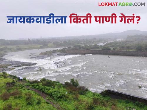 Latest News 1 lakh 50 thousand cusecs of water flowed from Nashik to Jayakwadi dam read in detail | Jayakawadi Dam : आतापर्यंत नाशिकमधून जायकवाडीत 'इतके' क्यूसेक पाणी गेलं, वाचा सविस्तर 