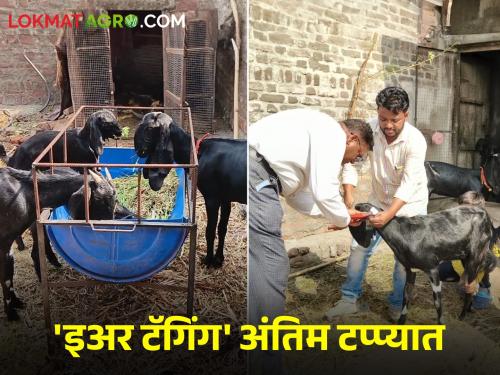 Completed ear tagging of 18 thousand goats; Tagging campaign in rural areas in full swing  | Goat Ear Tagging १८ हजार शेळ्यांचे इअर टॅगिंग पूर्ण; ग्रामीण भागात टॅगिंग मोहीम जोरात 