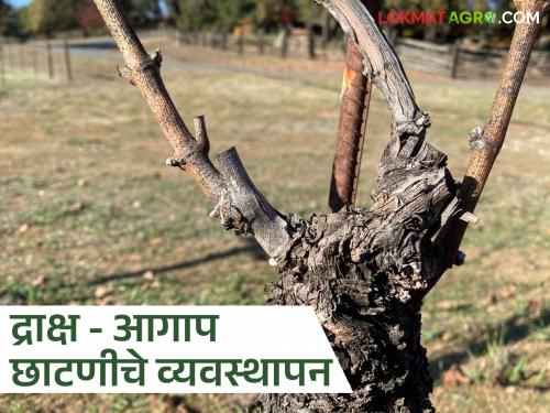 Latest news Draksh Bag Agap Chatani When and how to prune agap after visual inspection of grape farming Read in detail | द्राक्ष बागेच्या डोळे तपासणीनंतर आगाप छाटणी कधी अन् कशी करावी? वाचा सविस्तर 