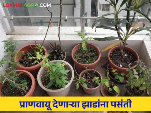 A healthy tree that will sway in the backyard  | परसबागेत डोलणार आरोग्यवर्धक झाड 