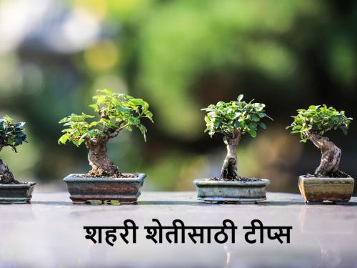 Children spoil with too much pampering and trees spoil with too much water | अती लाडाने मुलं बिघडतात आणि अतिपाण्याने बिघडतात झाडं