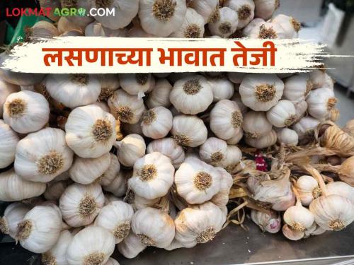 Why is the production of garlic less in the state read in detail | राज्यात लसणाचे उत्पादन कशामुळे होतंय कमी वाचा सविस्तर