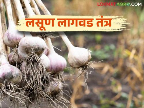 Garlic Crop Management : Garlic Cultivation Techniques to Guarantee Higher Yield | Garlic Crop Management : अधिक उत्पादनाची हमी देणारे लसूण लागवड तंत्र