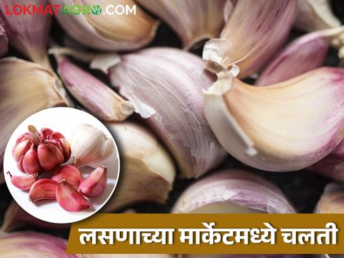 Prices of garlic increased as new garlic was not available in market | नवीन लसणाची आवक नसल्याने लसणाचे दर वाढले