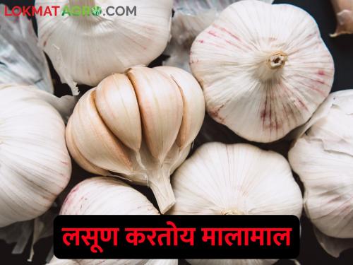 Garlic fetches record prices; Rate doubles in a year | लसणाला मिळतोय विक्रमी भाव; वर्षभरात दरात दुप्पट वाढ