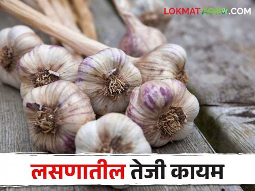 Garlic Market; The price of garlic starts increasing from the beginning of the season; get good market price | Garlic Market हंगामाच्या सुरुवातीपासूनच लसणाची दरवाढ होण्यास सुरुवात; मिळतोय विक्रमी दर