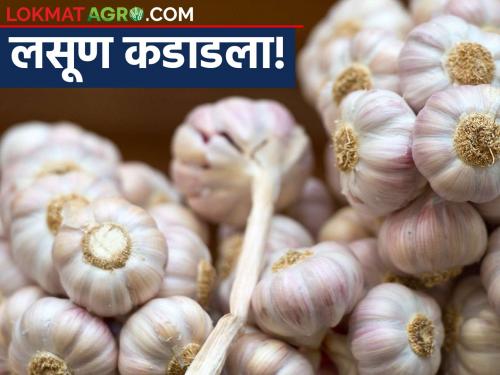 Latest News garlic market price Garlic four hundred rupees per kg in washim | लसूण कडाडला! दर किती रुपयांनी वाढले, वाचा सविस्तर