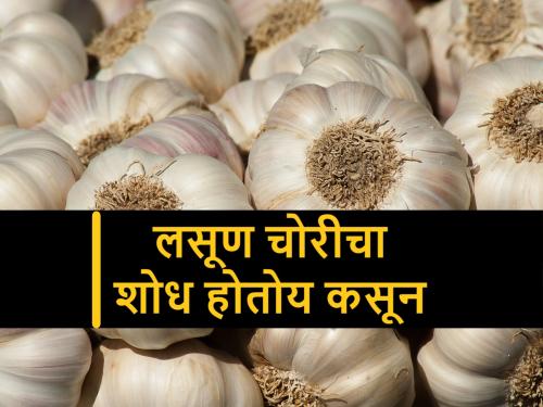 garlic was stolen from up market due to high price | व्यापाऱ्याकडील लसणाच्या गोण्यांची भर बाजारपेठेतून चोरी