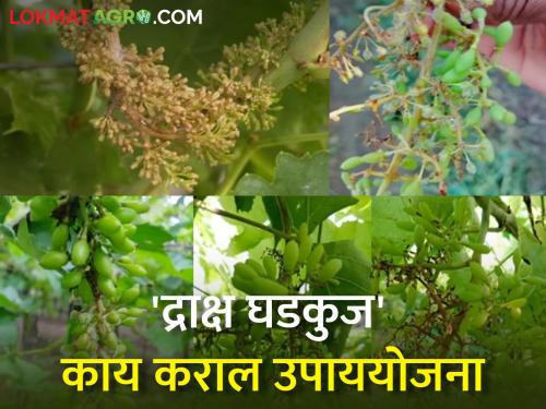 How to manage Bunch rot in grape crop? | हवामान बदल आणि द्राक्ष पिकातील घडकुज कसे कराल व्यवस्थापन?