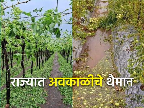 Approximately 99 thousand 381 hectares area affected due to unseasonal rains in the state | राज्यात अवकाळी पावसामुळे अंदाजे ९९ हजार ३८१ हेक्टर क्षेत्र बाधित