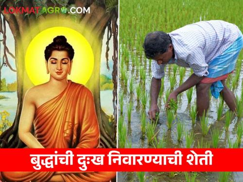 On Buddhapurnima, let's learn about Gautama Buddha's ideological Farming | बुद्धपोर्णिमेला जाणून घेऊया गौतम बुद्धांची वैचारिक शेती