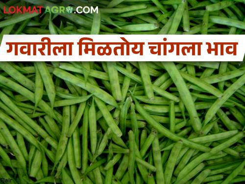 any day in week, cluster bean prices in the market are going up | असू द्या कोणताही वार, बाजारात भाव खातेय गवार