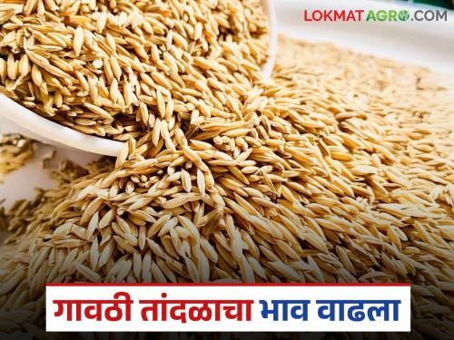 Bhat Bajar Bhav : Demand for village rice but low availability; Big increase in market price | Bhat Bajar Bhav : गावठी तांदळासाठी मागणी परंतु उपलब्धता कमी; बाजारभावात मोठी वाढ