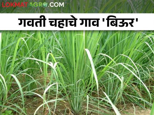 lemon grass crop with higher yield than sugarcane at lower cost | कमी खर्चात उसापेक्षा जास्त उत्पादन देणारं गवती चहाचे पिक