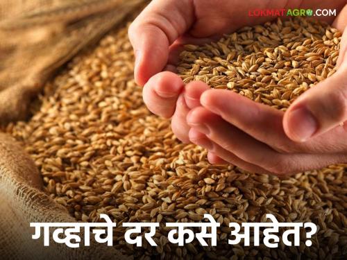 Latest News Wheat market Local wheat arrivals are high in Mumbai see gahu bajarbhav | Wheat Market : गव्हाचे दर गडगडले, मुंबई, पुणे मार्केटला काय दर मिळतोय?