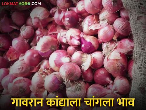 Kanda Bajar Bhav : The price of onions has increased in this market committee in Ahilyanagar district | Kanda Bajar Bhav : अहिल्यानगर जिल्ह्यातील 'या' बाजार समितीत गावरान कांद्याच्या दरात तेजी