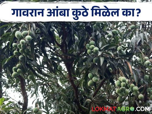 Now there is no shade and no fruit but there is a decrease in the number of Gavran deshi mango trees | आता सावली पण नाय अन् फळ पण नाय; गावरान आंब्याच्या झाडांच्या संख्येत घट