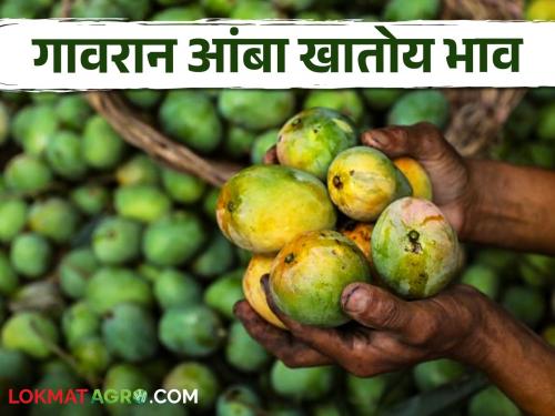 Gavran mangoes are heavy for Langda, Dasheri, almond mangoes; Read what the rate is | लंगडा, दशेरी, बादाम आंब्यांना गावरान आंबा ठरतोय भारी; वाचा काय आहे दर