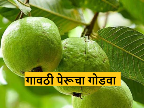 Latest News Gavathi guava farming market down, see real reason Read in detail  | Guava Farming : गावठी पेरूचा गोडवा हरवत आहे, नेमकं कारण काय? वाचा सविस्तर 