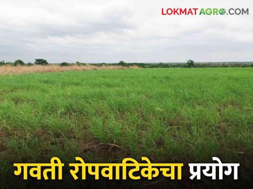 Latest News Yevla's first grass nursery in Maharashtra, various varieties of grass available | Grass Nursery : येवल्यात महाराष्ट्रामधील पहिली गवती रोपवाटिका, 'या' गवताच्या जाती उपलब्ध 