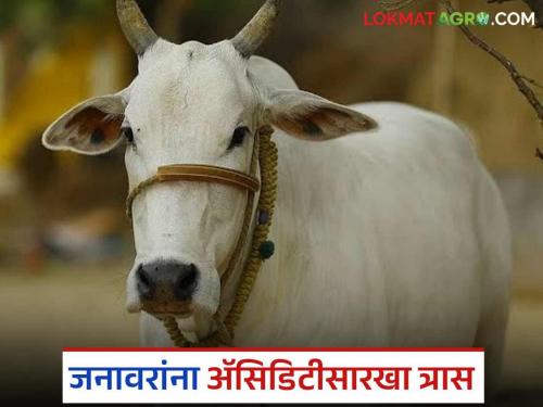 latest News Animals also suffer from 'acidity'; What are causes and solutions Read in detail | जनावरांनाही 'ॲसिडिटी' सारखा त्रास; काय आहेत कारणे अन् उपाय? वाचा सविस्तर 