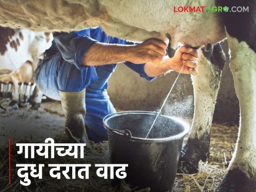 Latest Ndews Cow milk price increased by jalgaon milk association, 30 thousand farmers benefit, read in detail | 'या' दूध संघाकडून गायीच्या दुध दरात वाढ, 30 हजार शेतकऱ्यांना फायदा, वाचा सविस्तर 