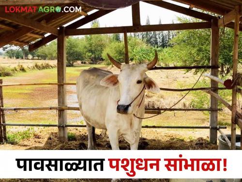 Latest News animal diseases in monsoon are dangerous for cows and cattle see details | Animal Diseases : गायी-गुरांसाठी पावसाळ्यातील 'हे' आजार धोकादायक, काय काळजी घ्याल? 