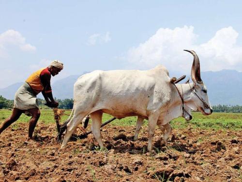 How to do crop management in dry weather? | कोरड्या हवामानात कसे कराल पीक व्यवस्थापन?