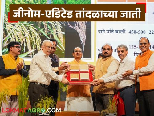 India becomes the first country in the world to develop genetically edited rice varieties; these two varieties are at the service of farmers | तांदळाच्या जनुक संपादित जाती विकसित करणारा भारत ठरला जगातील पहिला देश; ह्या दोन जाती शेतकऱ्यांचा सेवेत