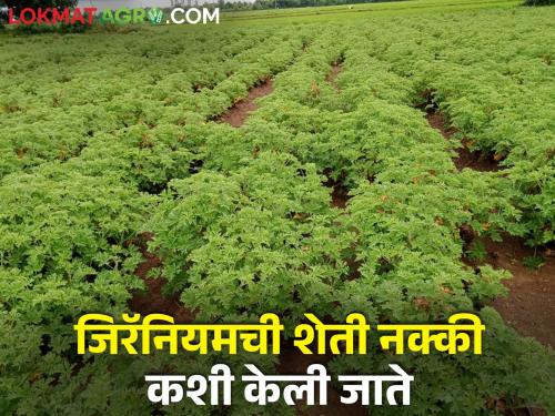 Geranium offers a double benefit; How to cultivate as an aromatic and medicinal plant | जिरॅनियम देतंय दुहेरी फायदा; सुगंधी व औषधी वनस्पती म्हणून कशी कराल लागवड