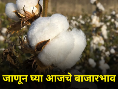 maharashtra agriculture farmer cotton market rate market yard | कापसाला किती मिळतोय दर?