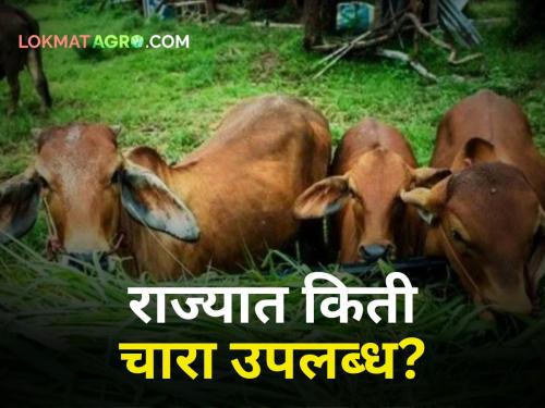 How much fodder is available for animals in the state during hot summer? | कडक उन्हाळ्यात राज्यात जनावरांसाठी किती चारा उपलब्ध?