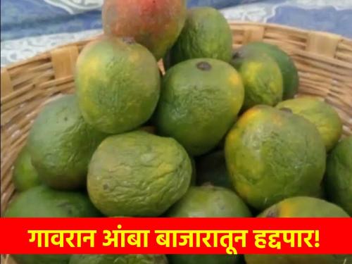 Gavran mangoes disappeared from the market due to bad weather, currently these mangoes are in circulation | अवकाळीमुळे बाजारपेठेतून गावरान आंबा गायब, सध्या या आंब्यांची चलती