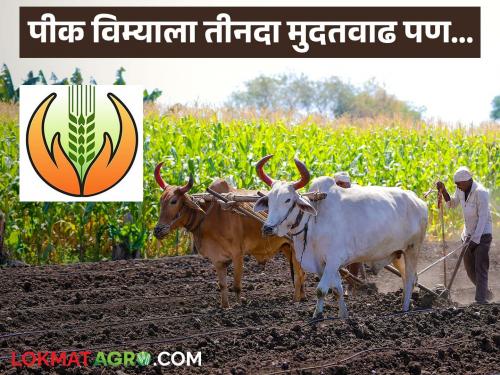 Latest news Pik Vima Yojana farmers turn their backs on crop insurance despite being extended thrice Read in detail | पीक विम्याला तीनदा मुदतवाढ देऊनही शेतकऱ्यांनी पाठ का फिरवली, वाचा सविस्तर 