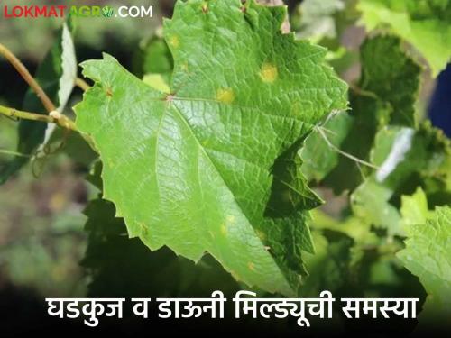 Latest News Grape Management How to manage Ghadkuj and downy mildew in grape management Read in detail  | Grape Management : द्राक्ष बागेतील घडकुज व डाऊनी मिल्ड्यूचे व्यवस्थापन कसे कराल? वाचा सविस्तर 