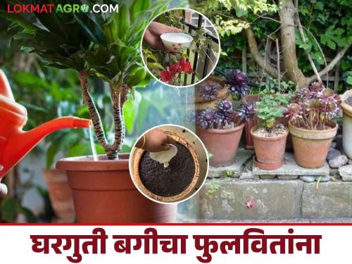 Latest News Home garden management during cold days in winter season See details | Home Gardening : थंडीच्या दिवसांत घरगुती बगीचा फुलवितांना काय काळजी घ्याल? वाचा सविस्तर 