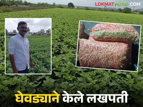 Andori farmer made millionaire by french bean farming; income of Rs. 3.5 lakh per acre | अंदोरीतील शेतकऱ्याला घेवड्याने केले लखपती; एकरात पावणेतीन लाखांचे उत्पन्न