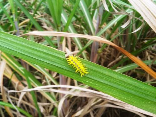 How to manage the slug caterpillar | घोणस अळीचे व्यवस्थापन कसे कराल?